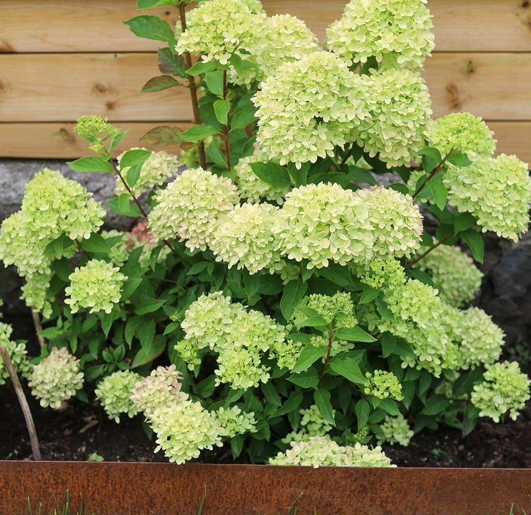 pynt-opp-med-syrinhortensia-2.jpg
