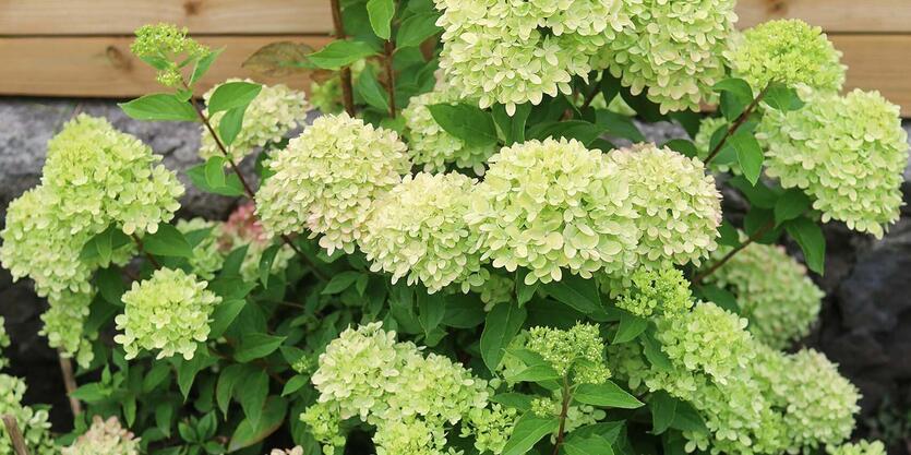 Slik lykkes du med</br> syrinhortensia