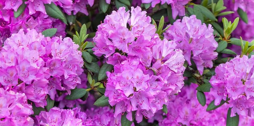 5 Giftige hageplanter</br> &aring; v&aelig;re obs p&aring;