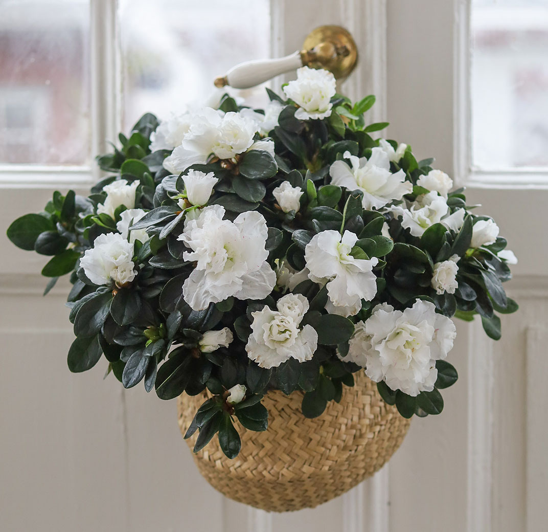 azalea-giftige-inneplanter.jpg