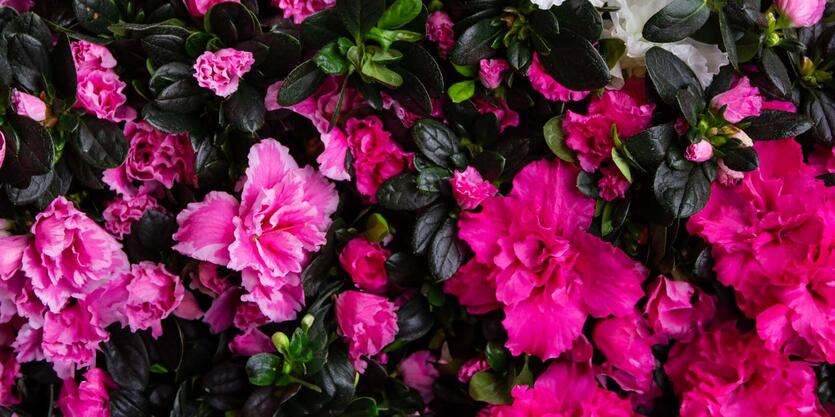 Er dine stueplanter giftige?