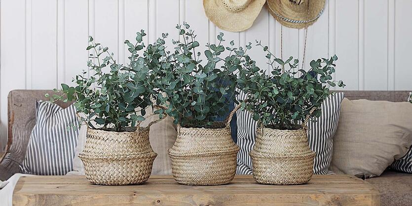 Duftende tre vil inn i varmen