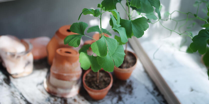 Verdens eldste tre s&oslash;ker nytt hjem