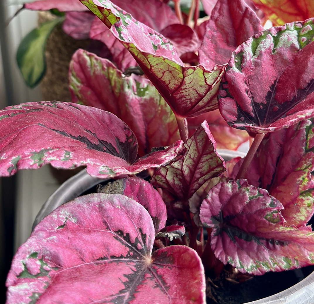 begonia-rex-beleaf-2.jpg