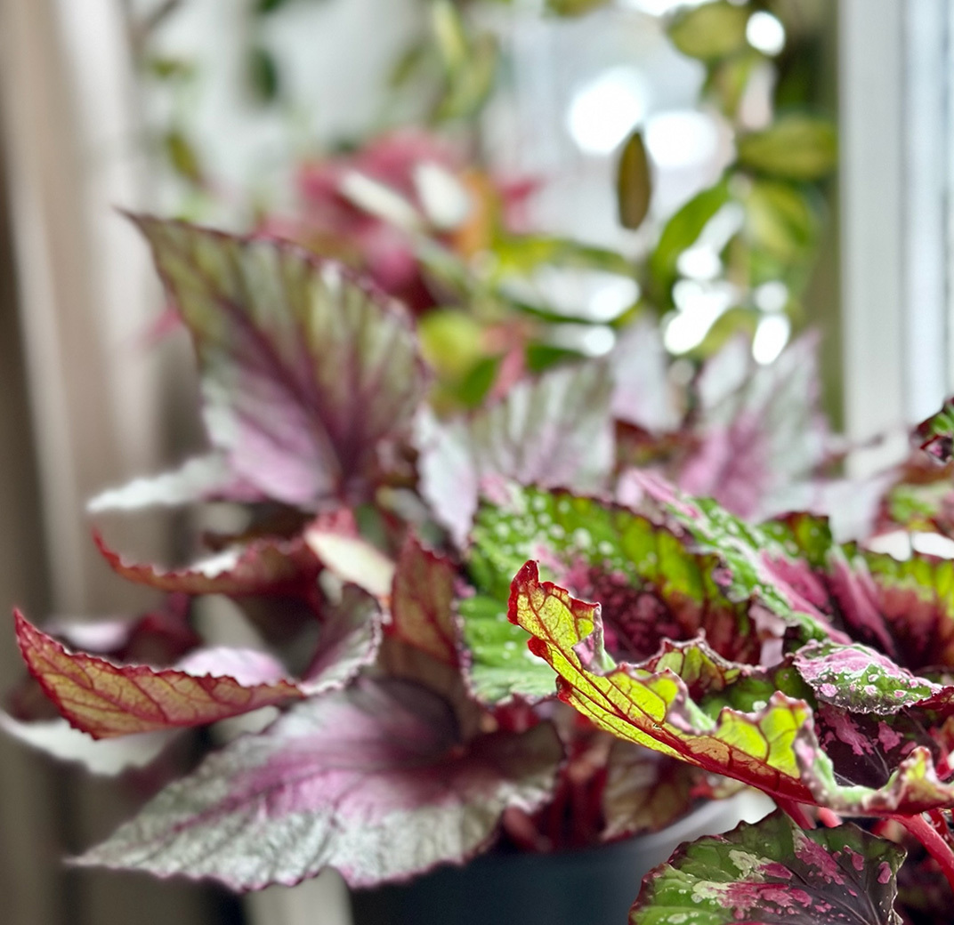 begonia-rex-beleaf-4.jpg