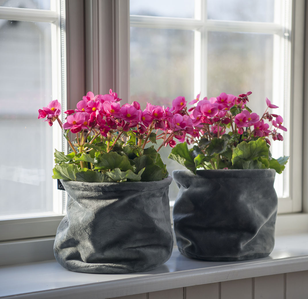 juleglede-begonia cheimantha-julebegonia-1.jpg