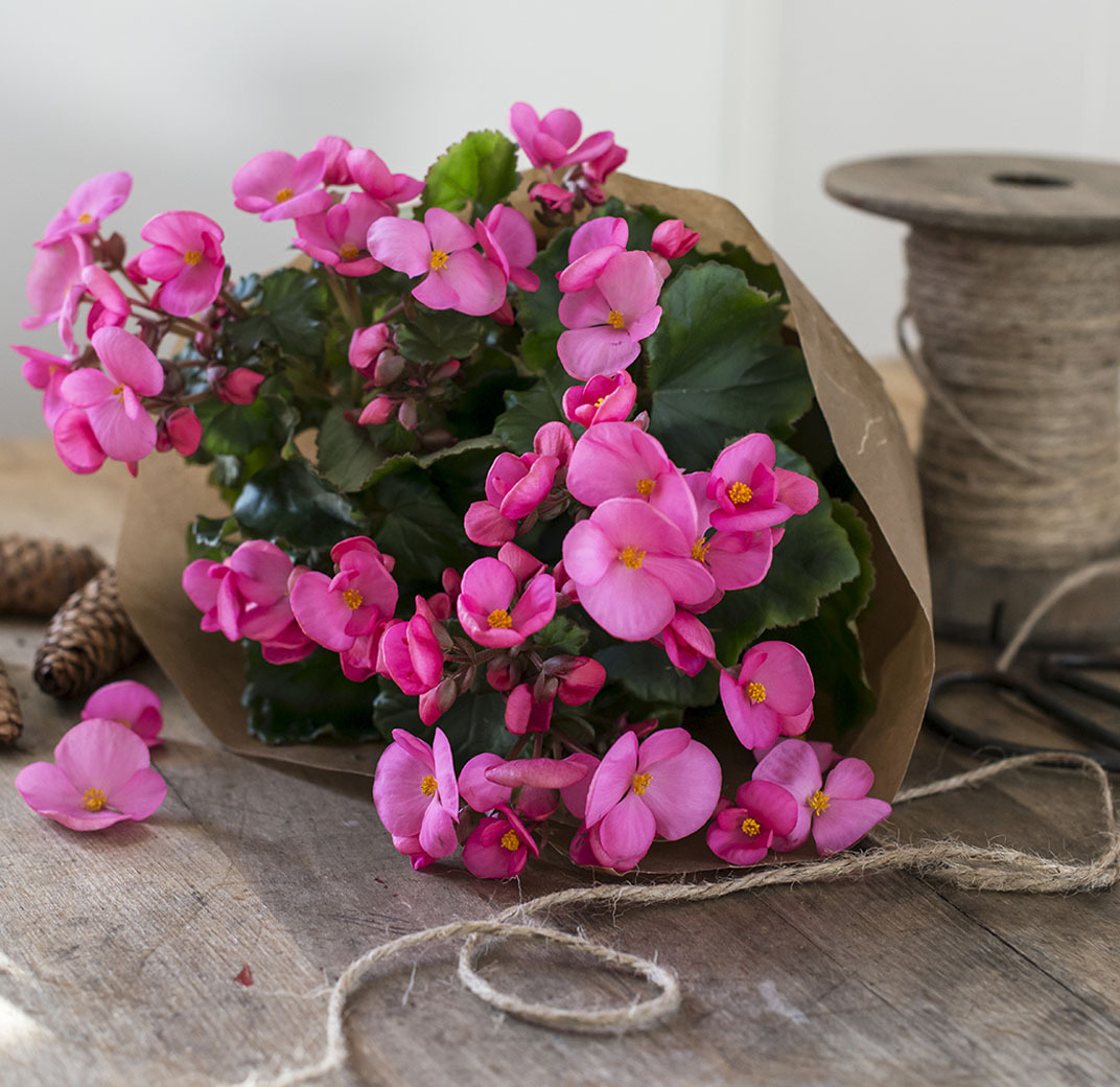 juleglede-begonia cheimantha-julebegonia-2.jpg