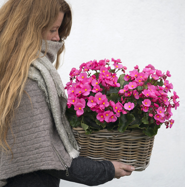 juleglede-begonia cheimantha-julebegonia-3.jpg