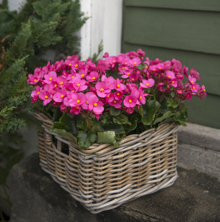 juleglede-begonia cheimantha-julebegonia-4.jpg