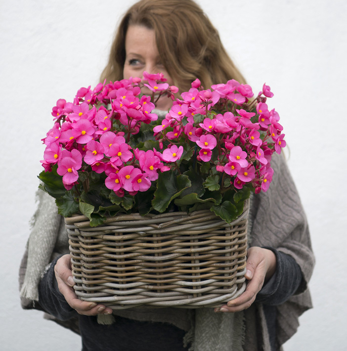 juleglede-begonia cheimantha-julebegonia-5.jpg