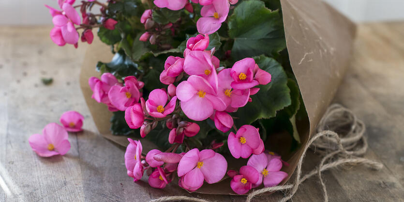 O jul med din (Jule)glede