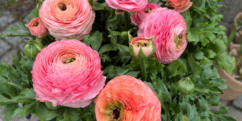 Slik lykkes du med ranunkel</br> i potte