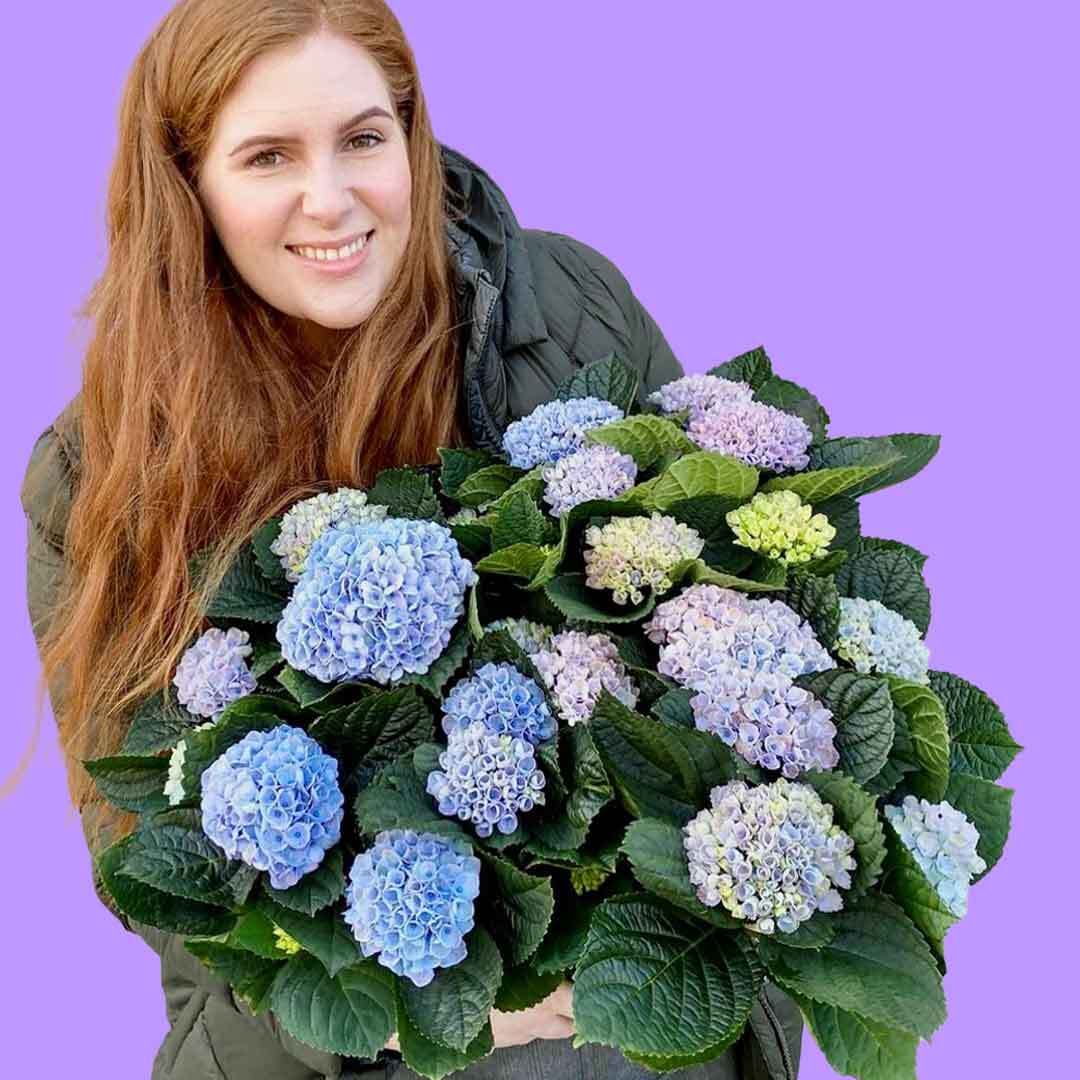En av våre fantastiske kvinnelige ansatte som holder en bukett med lilla hortensia