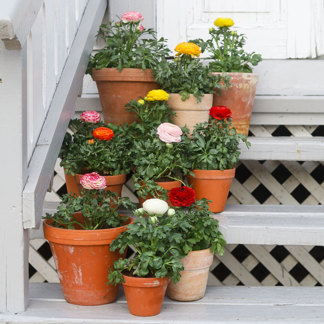 ranunkler i potte på trappa