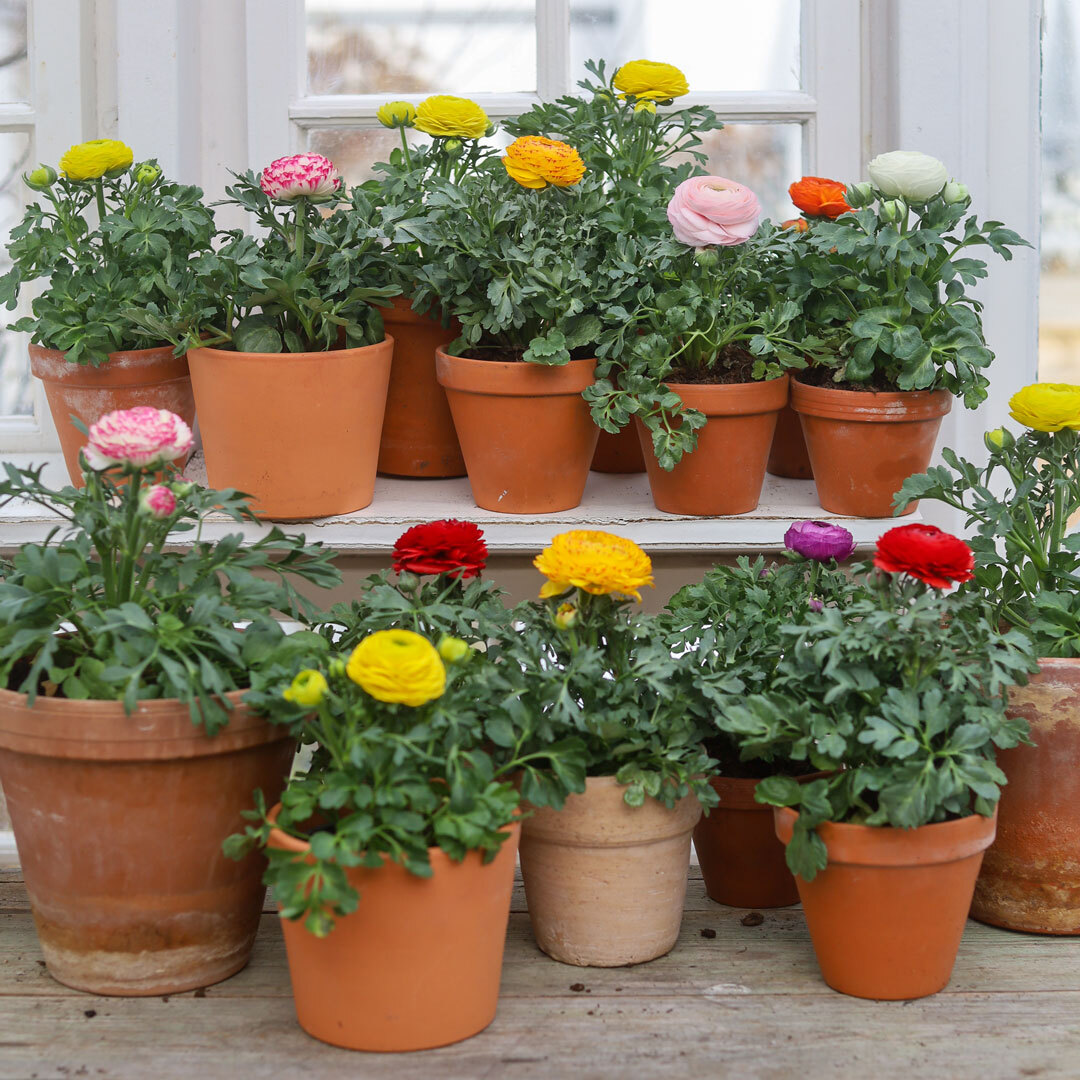 Samling med ranunkler