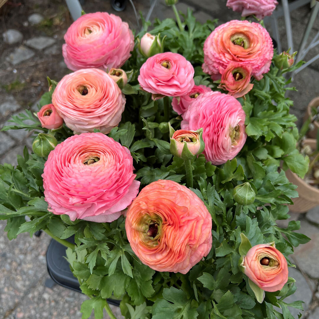 rosa ranunkler på brett