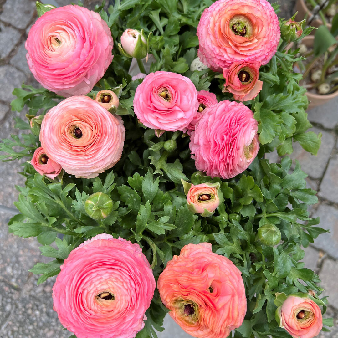 Rosa ranunkler i potte