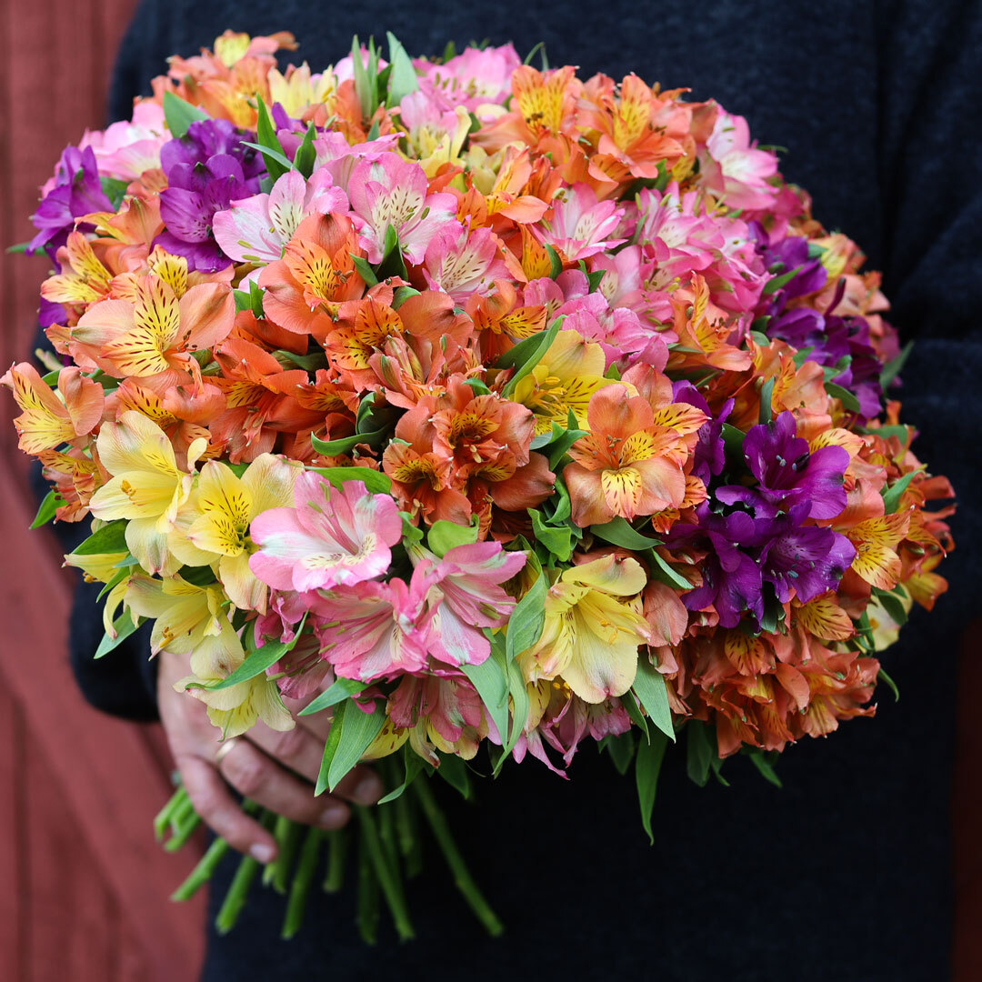 alstroemeria i mange ulike farger