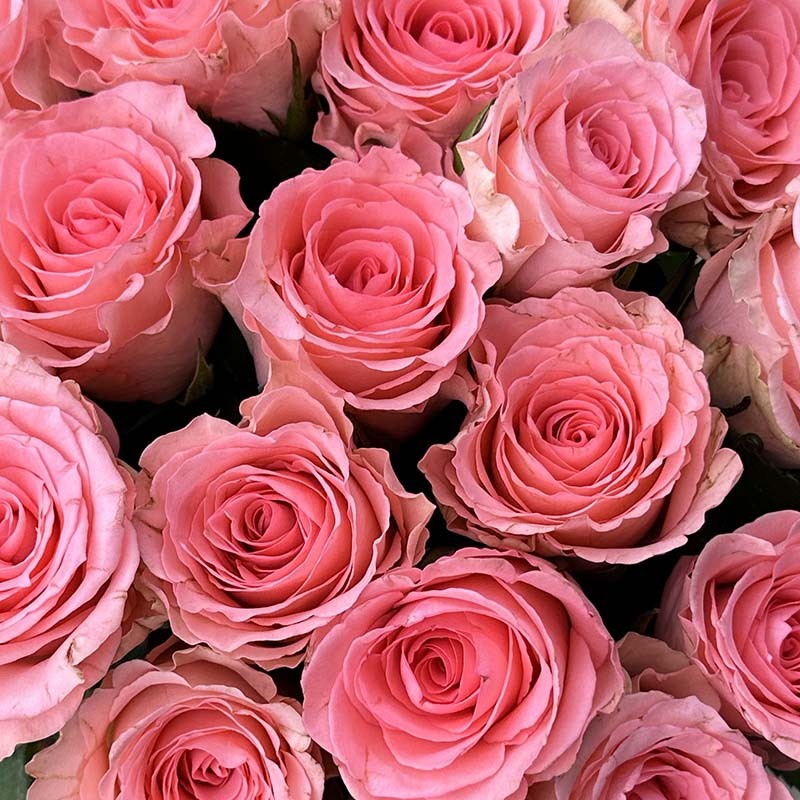 Rosesorten Sweet Lupin