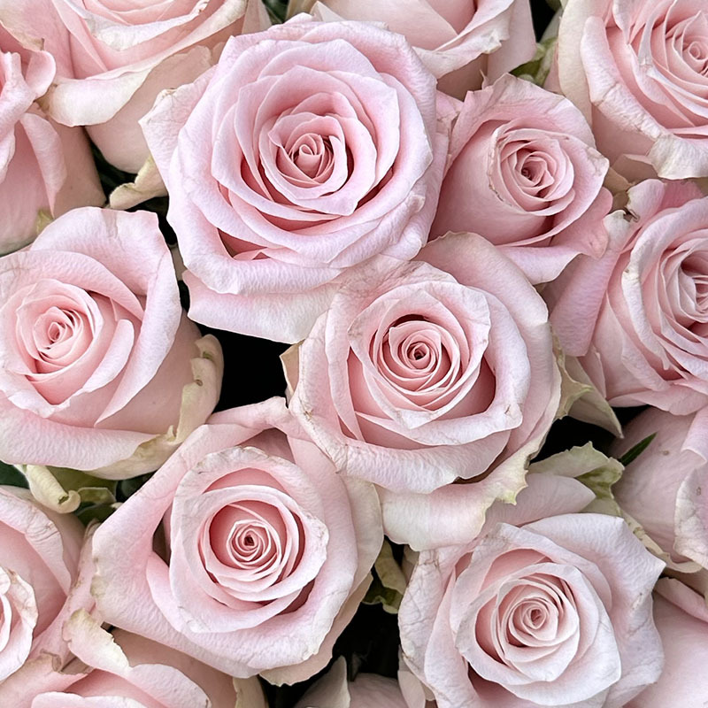 Rosesorten Sweet Mansi