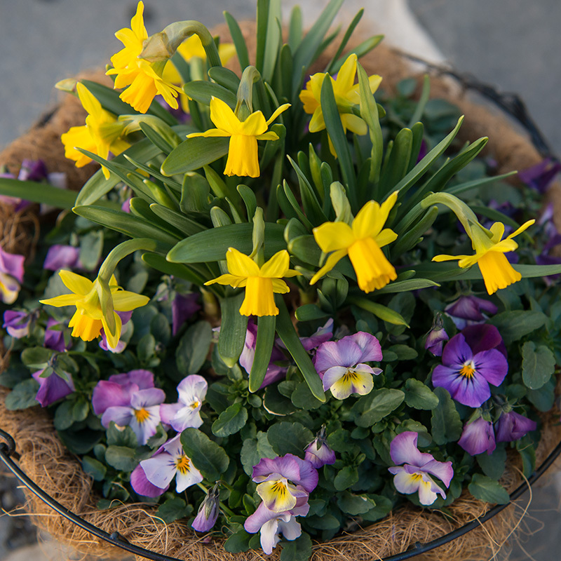 Stemor og påskelilje sammen i potte