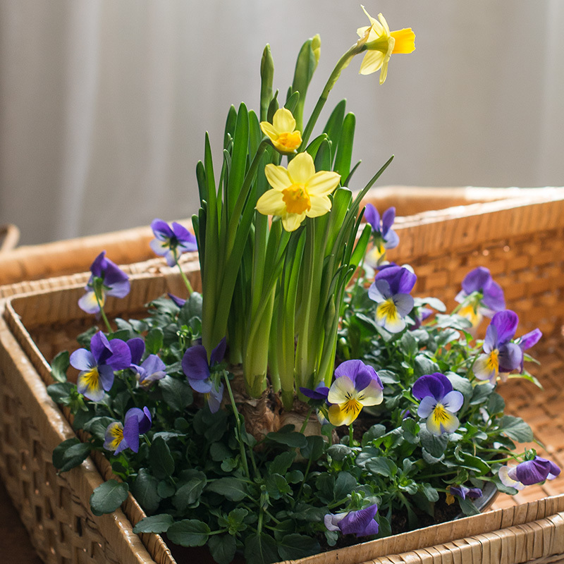 Stemor og påskelilje sammen i potte