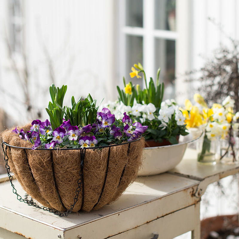 Stemor og påskelilje sammen i potte, samt pinseliljer som snittblomst i bakgrunnen