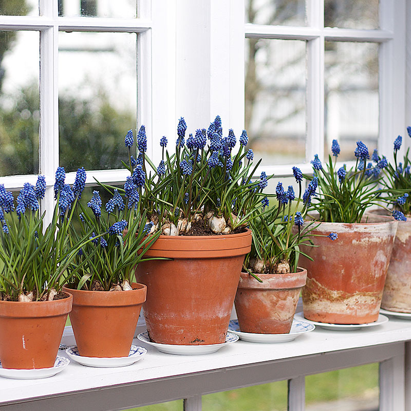 Perleblomster i potter