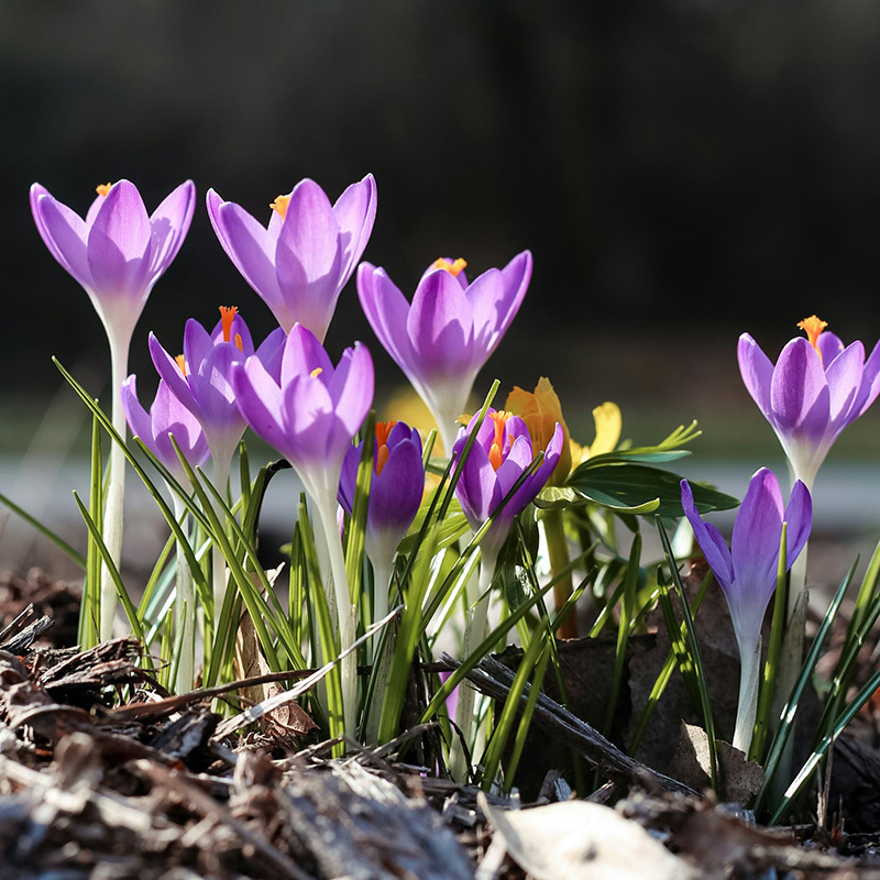 Krokus – Foto av Jessica Fadel fra Unsplash