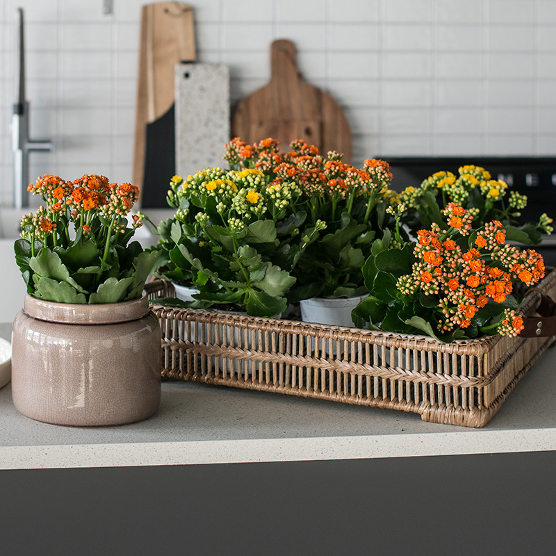 Gul og oransje ildtopp