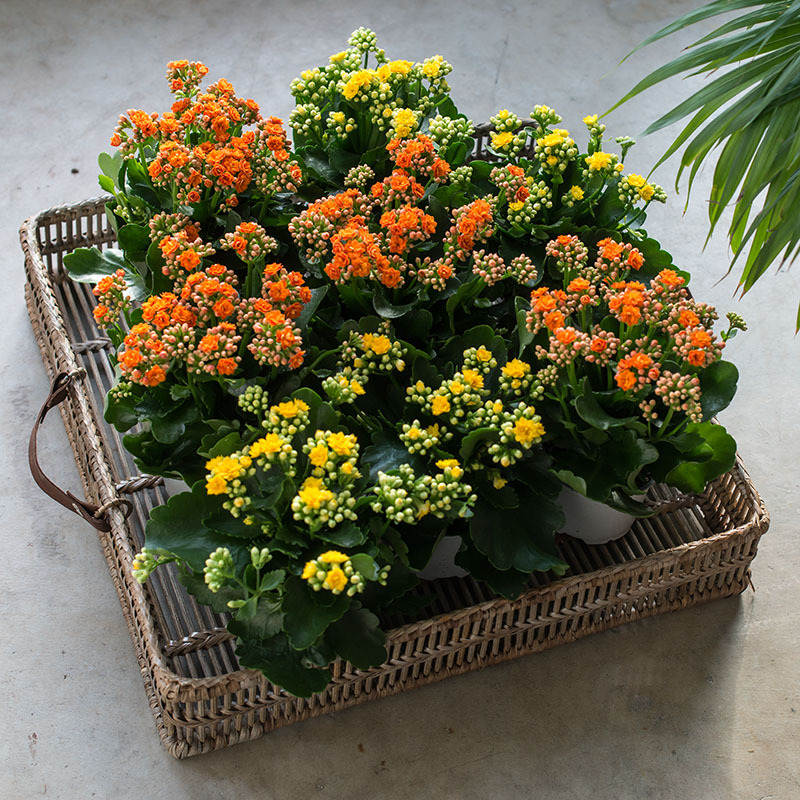 Gul og oransje ildtopp