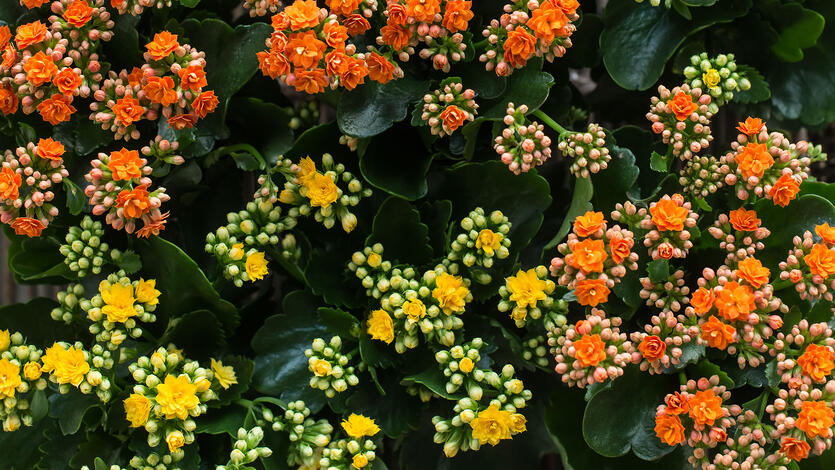 Holdbar p&aring;skeblomst &ndash; </br>La ildtoppen lyse opp p&aring;sken!