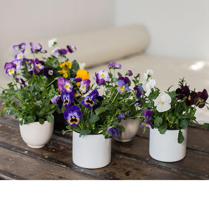 Stemorsblomster<br/> - v&aring;rlige favoritter