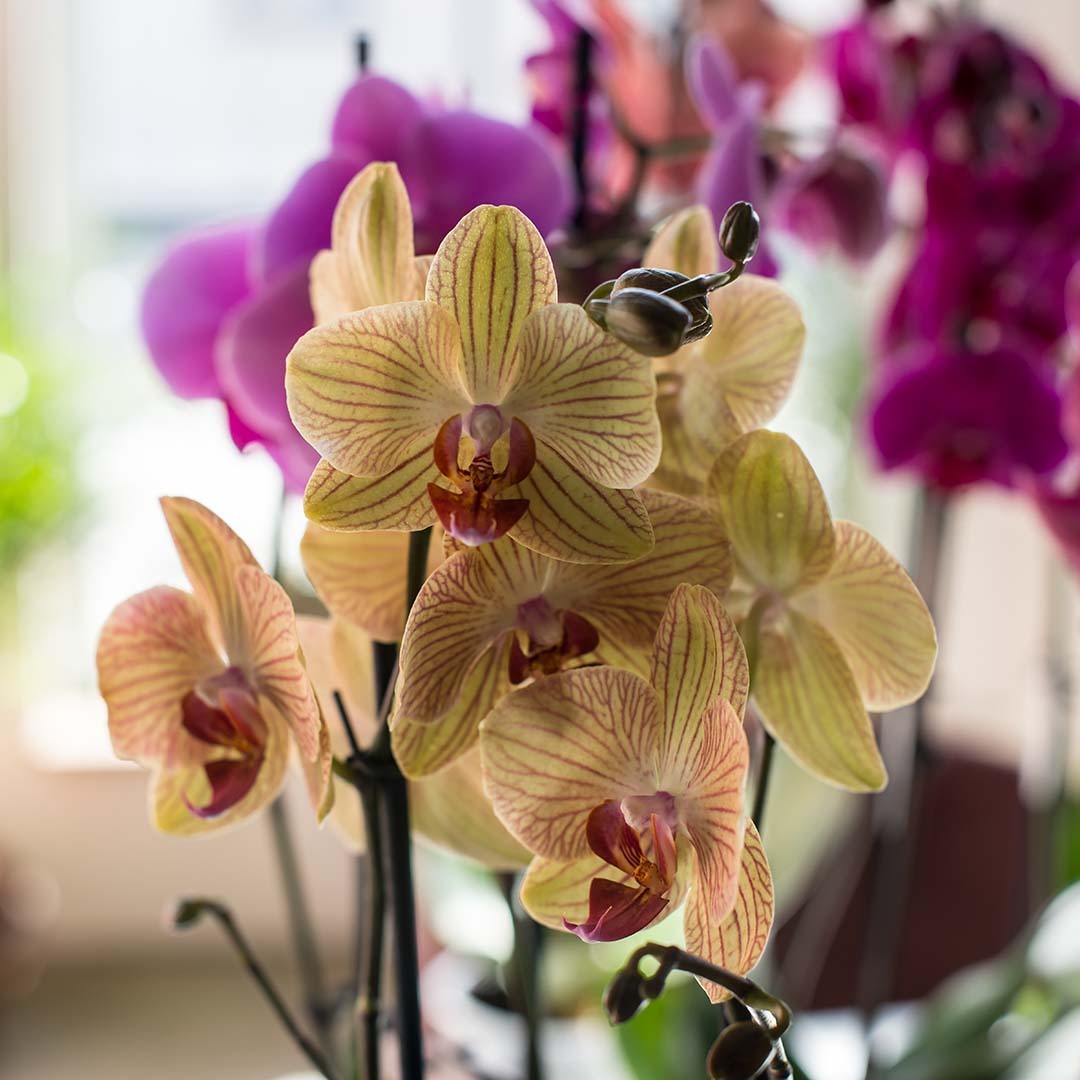 Vakre, oransje orkidéer, rosa orkidéer i bakgrunnen