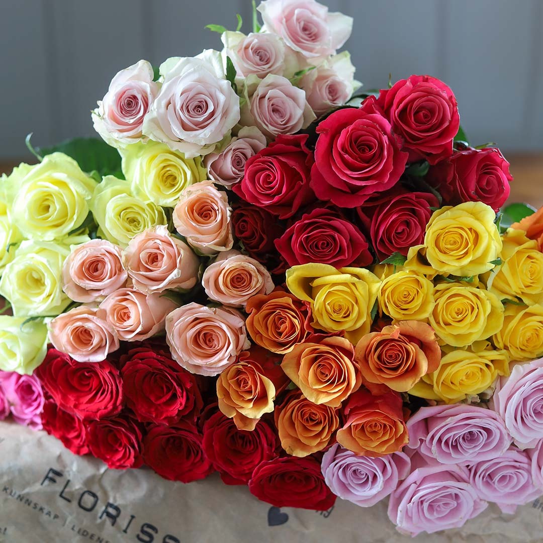 Rose i hele regnbuens farger