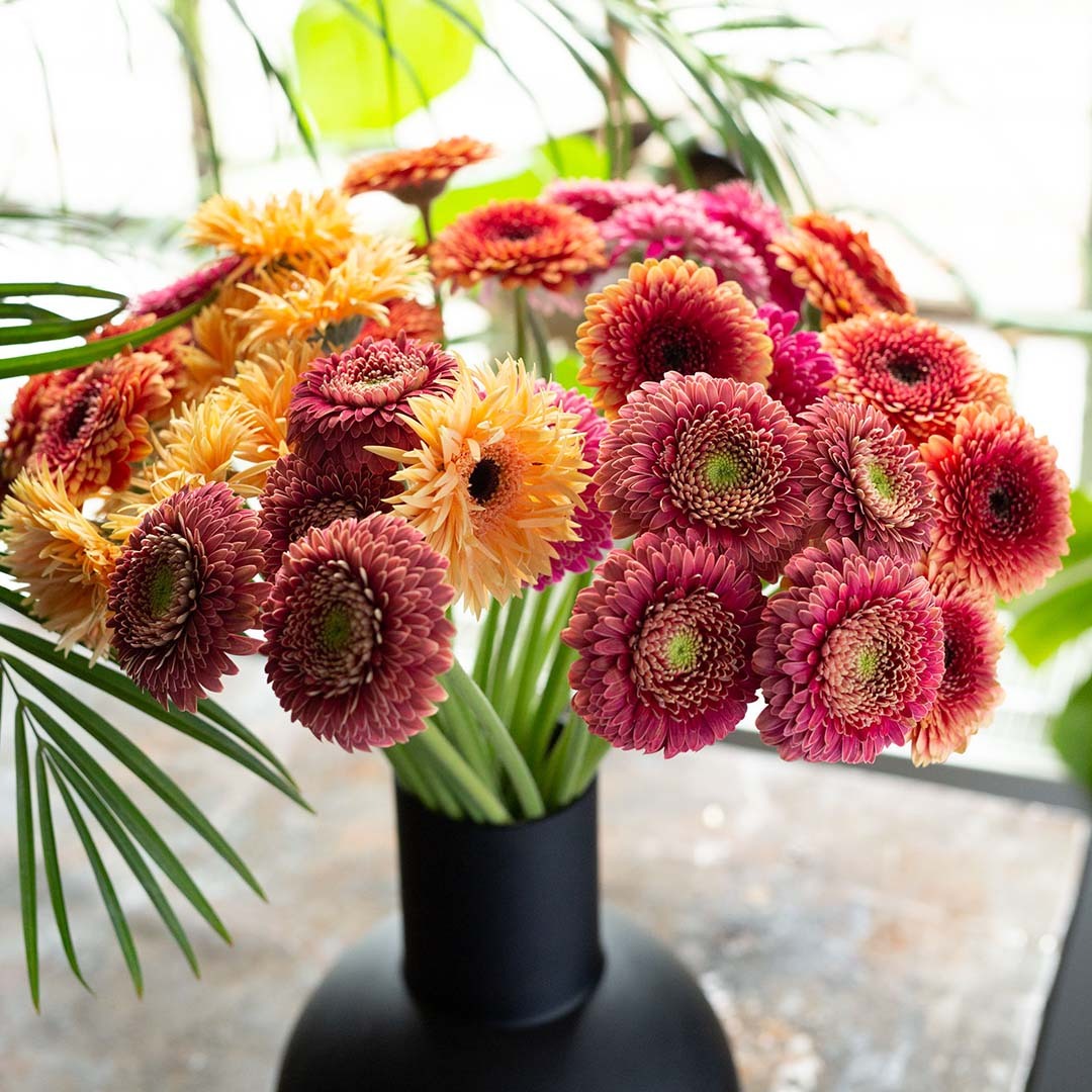 Germini i gul og rødtoner