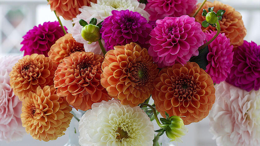 Dahlia &ndash; sommerens dronning