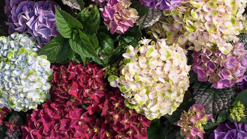 Hagehortensia &ndash; en fargerik symfoni for sommerhagen
