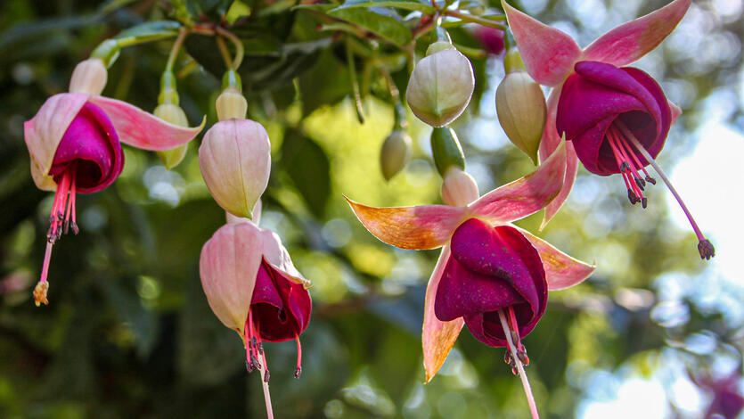 Fuchsia &ndash; en dr&aring;pe av sommerglede i hagen din