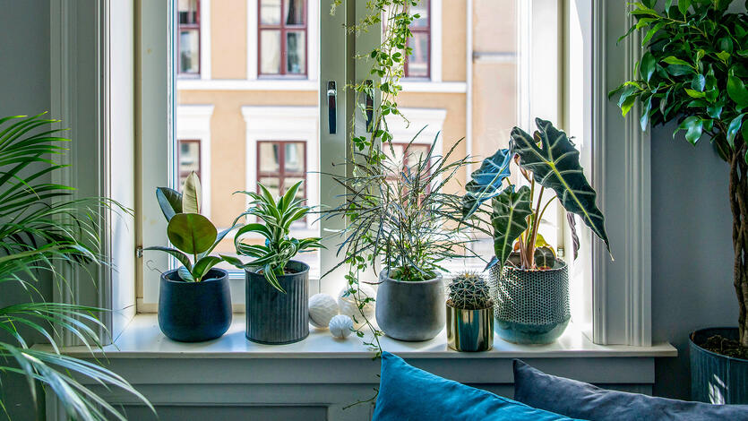 Gi plantene i vinduskarmen en lykkelig start p&aring; vekstsesongen