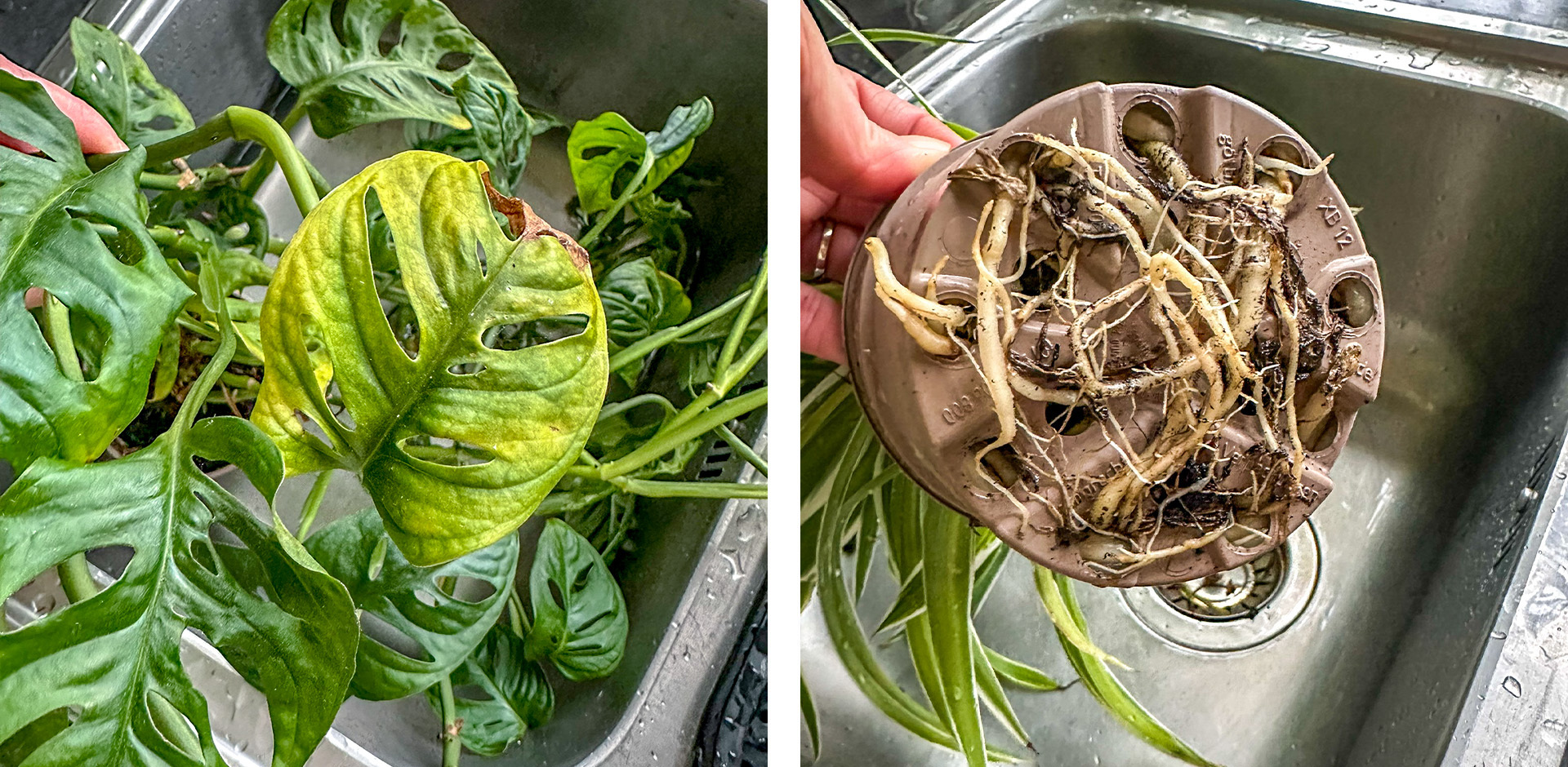 Gul plante og røtter utenfor potte