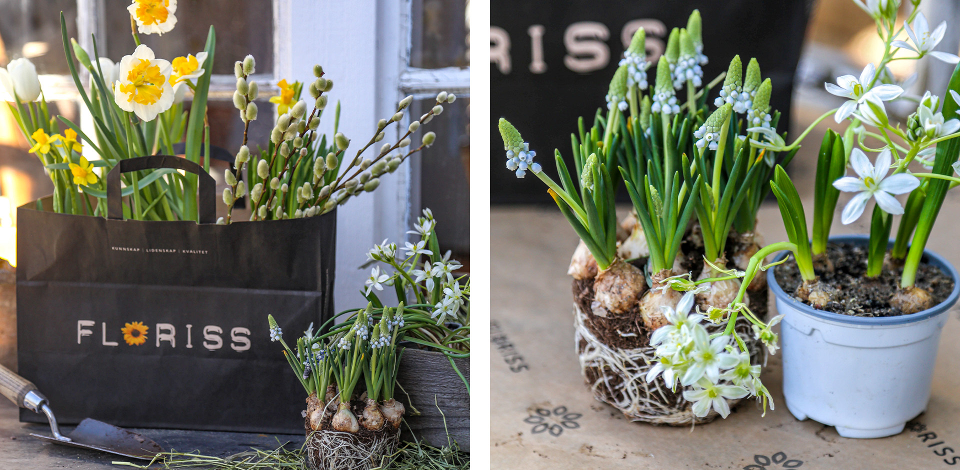 Løkblomster klargjøres