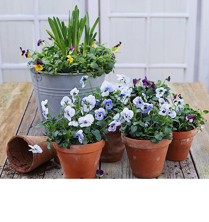 V&aring;rens potteplanter &ndash; disse t&aring;ler v&aring;rens kulde