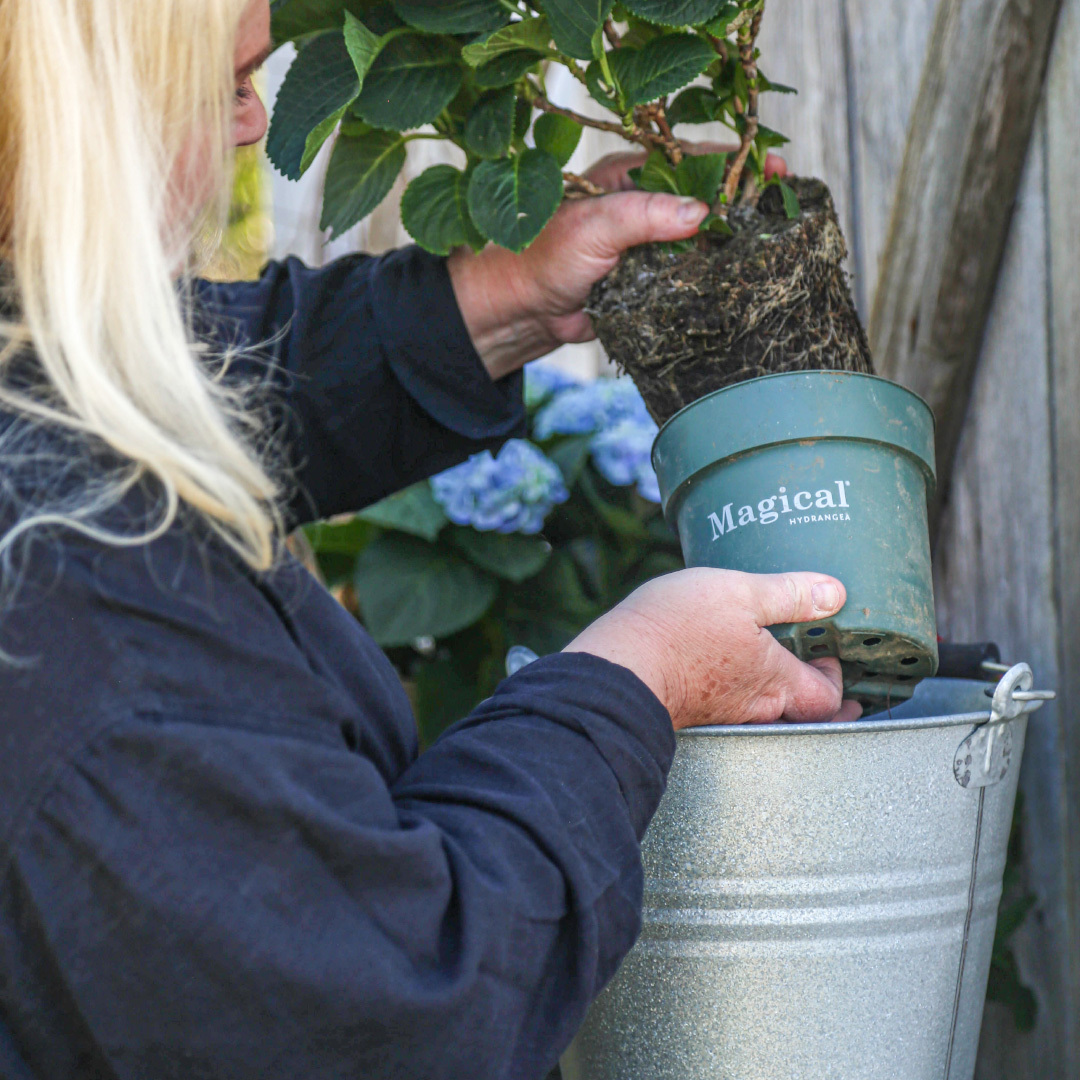 Klargjør plantene og plasser dem i potten