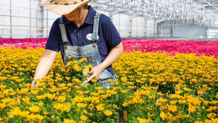 Slik velger du insektsvennlige blomster