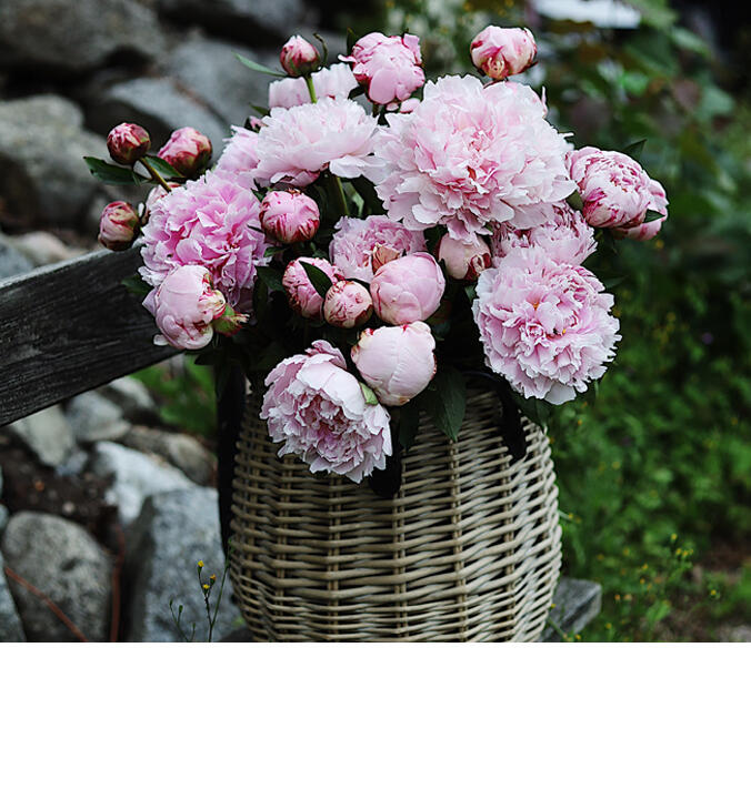 Slik lykkes du med peoner