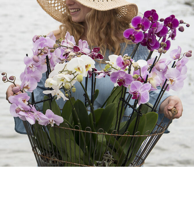 Phalaenopsis - vår mest<br/> populære orkidé
