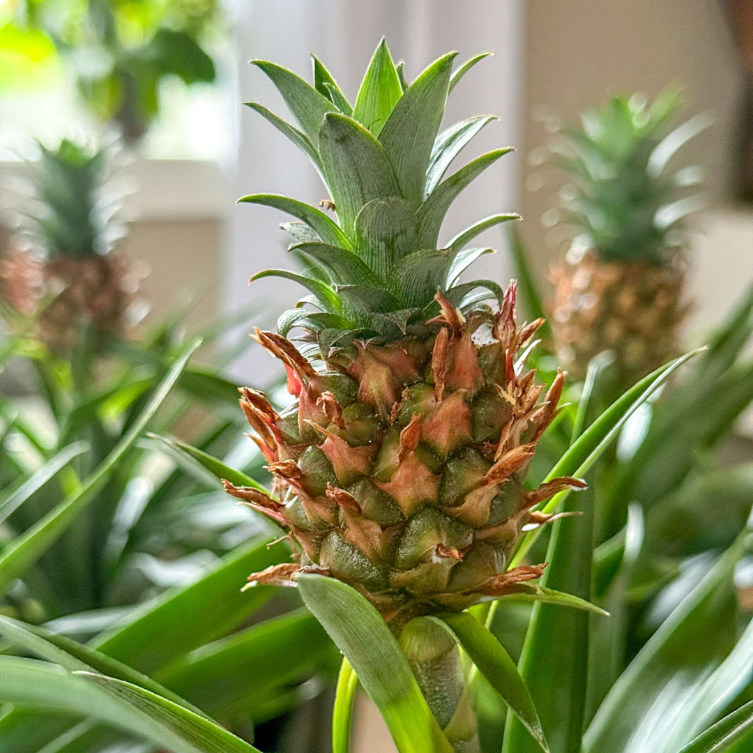Ananasplante