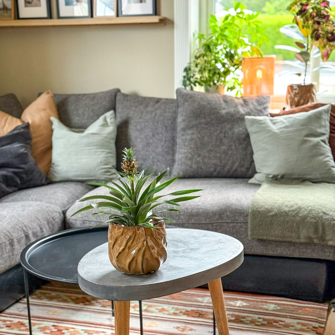 Ananasplante i stua