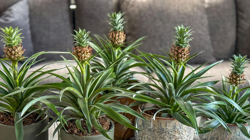 Ananasplante &ndash; en tropisk favoritt i norske hjem
